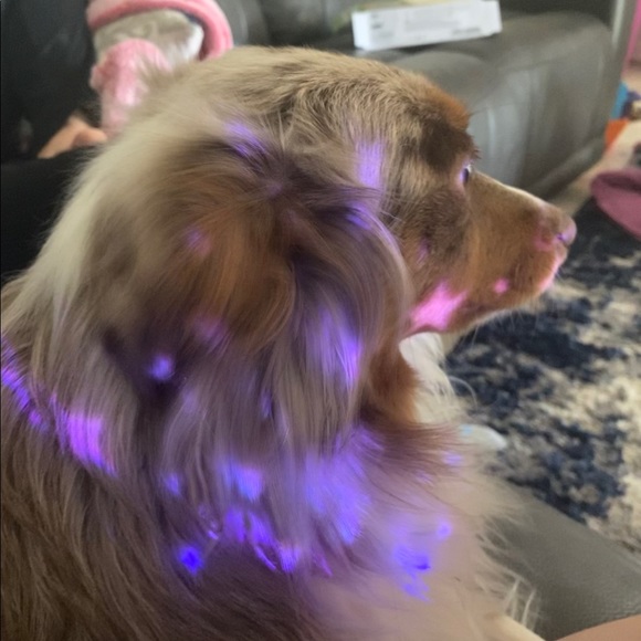 Meet your Posher, Axl (And my dog Arlo🐶💗) - Picture 2 of 4